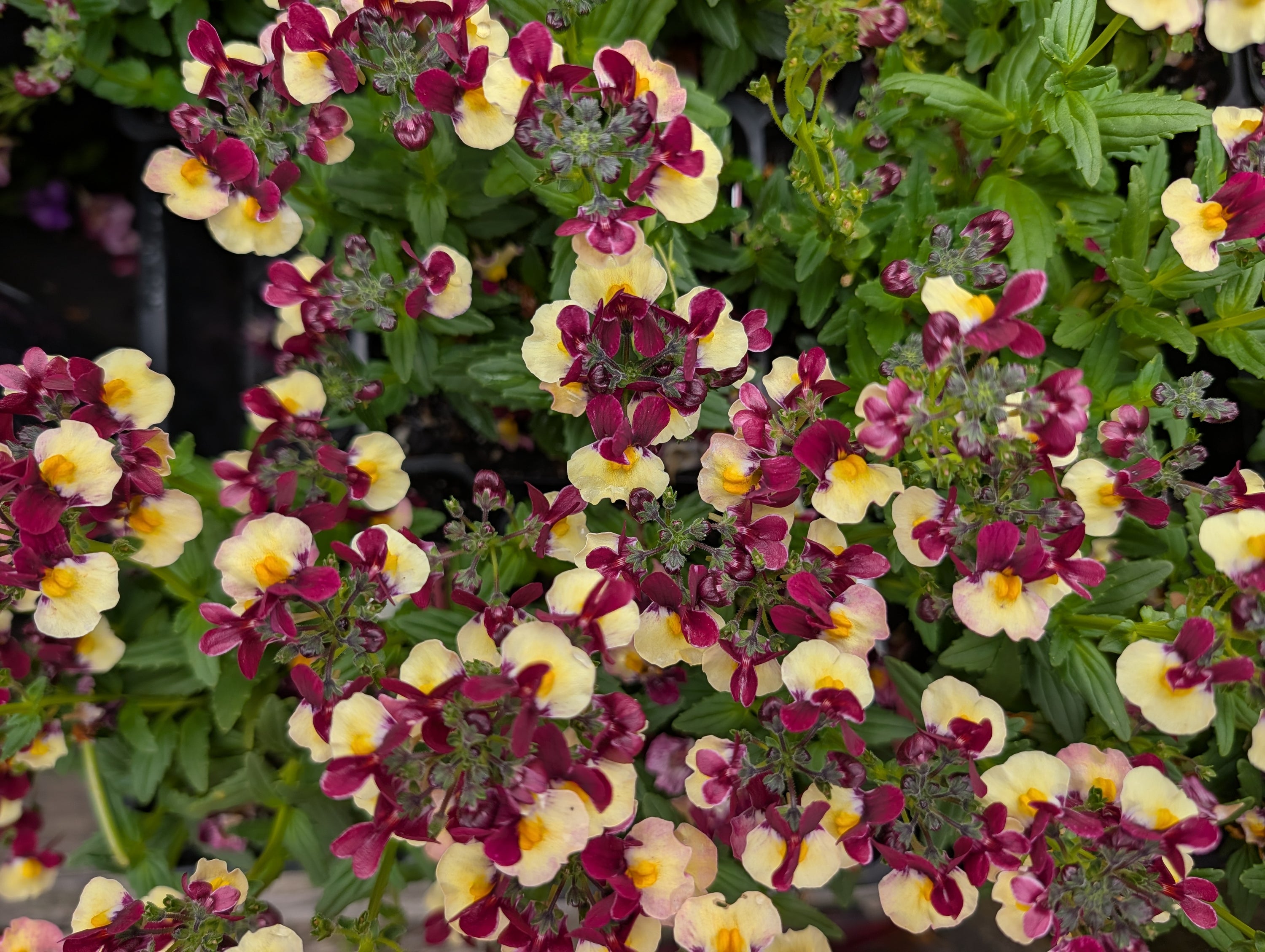 Nemesia Escential 'Raspberry Lemonade'