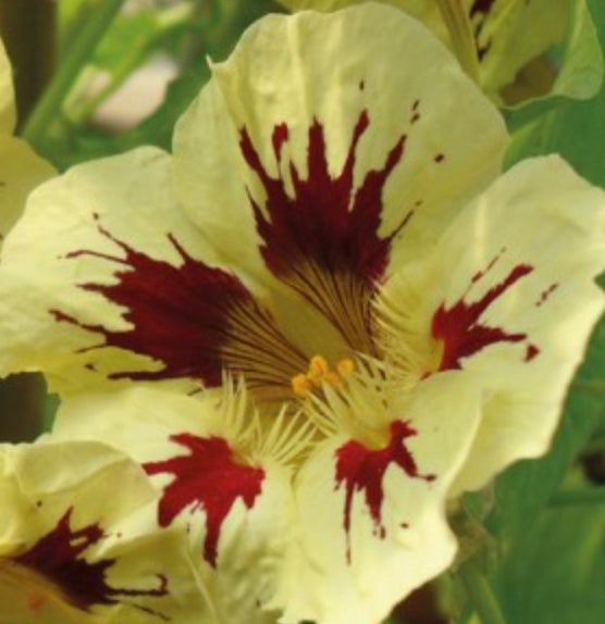 Nasturtium 'Orchid Cream'