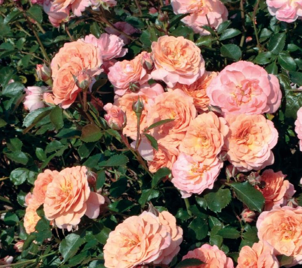 Rosa (Rose) 'Apricot Drift'®