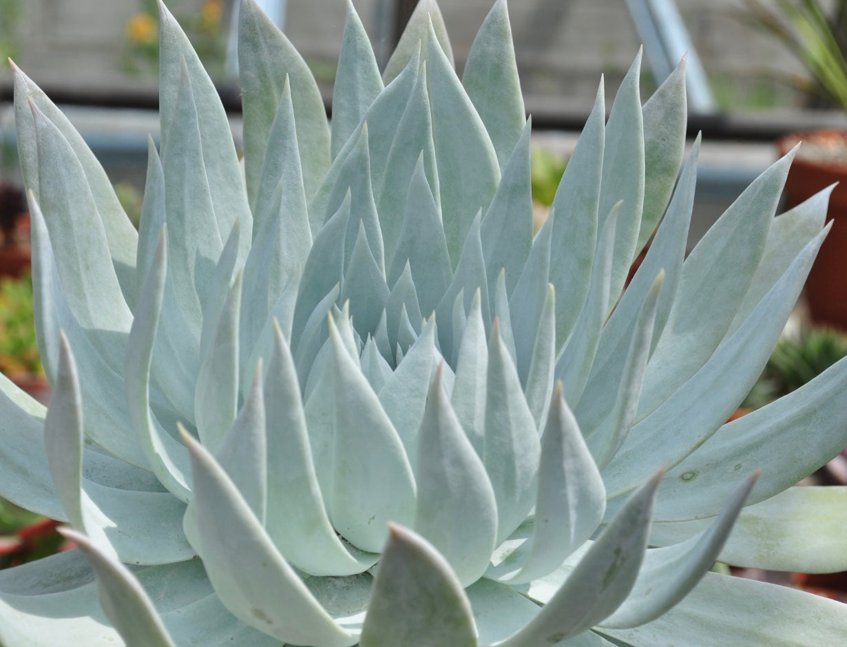 Dudleya brittonii