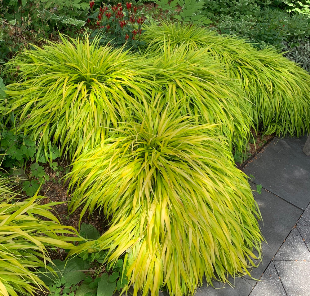 Hakonechloa macra 'All Gold'