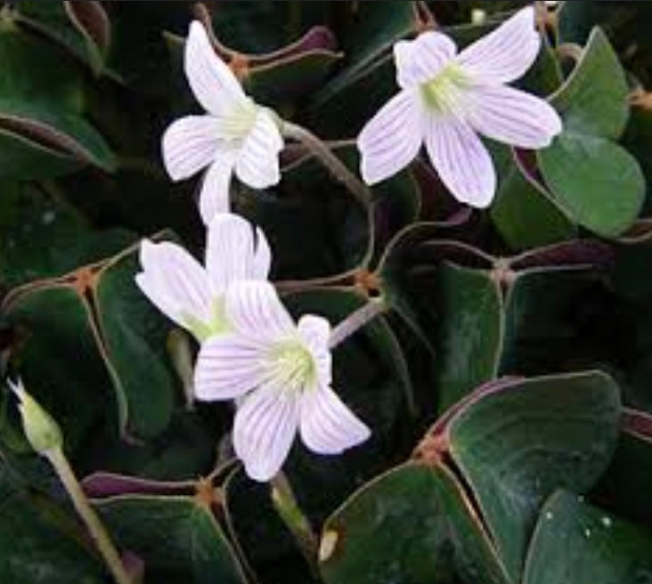 Oxalis oregana 'Klamath Ruby'