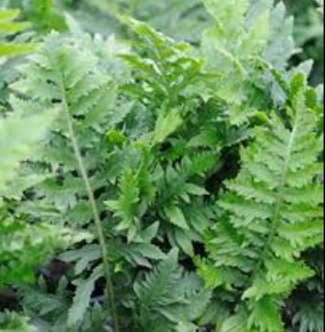 Polypodium californicum 'Sarah Lyman'