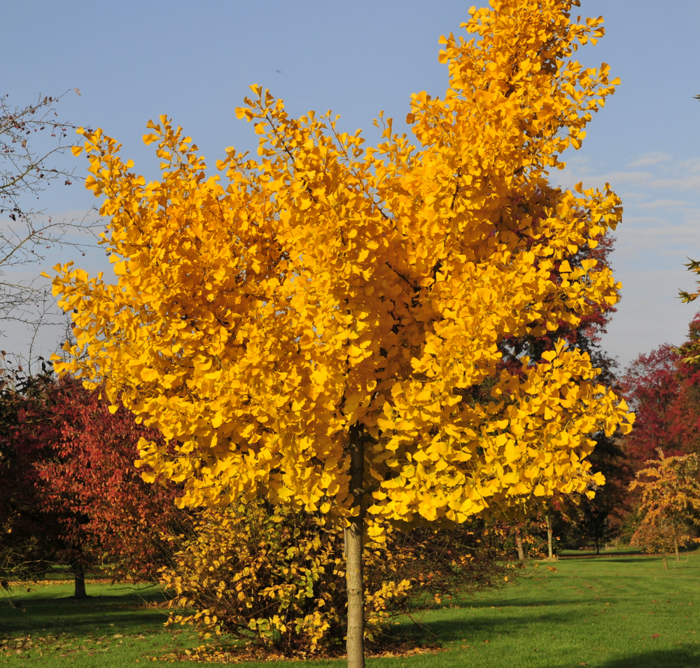 Ginkgo biloba 'Autumn Gold'