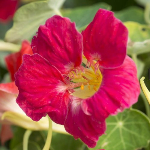 Nasturtium 'Tip Top Rose'