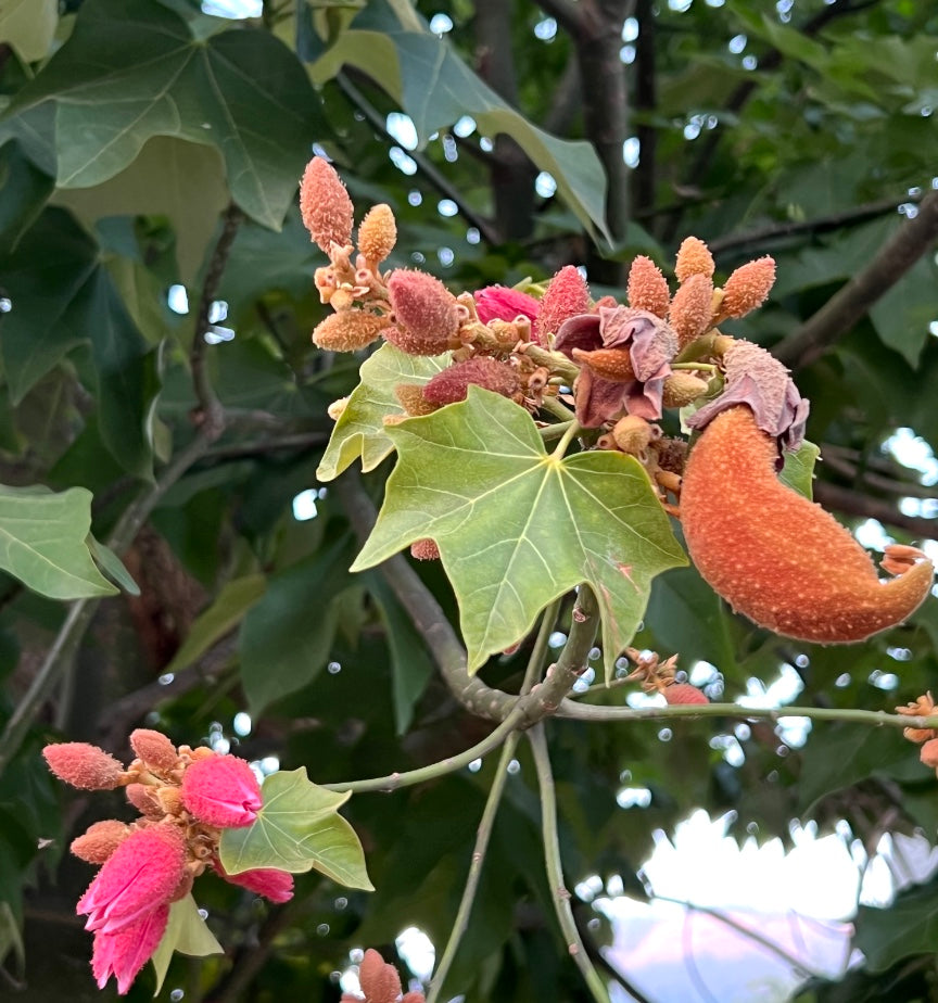 Brachychiton discolor