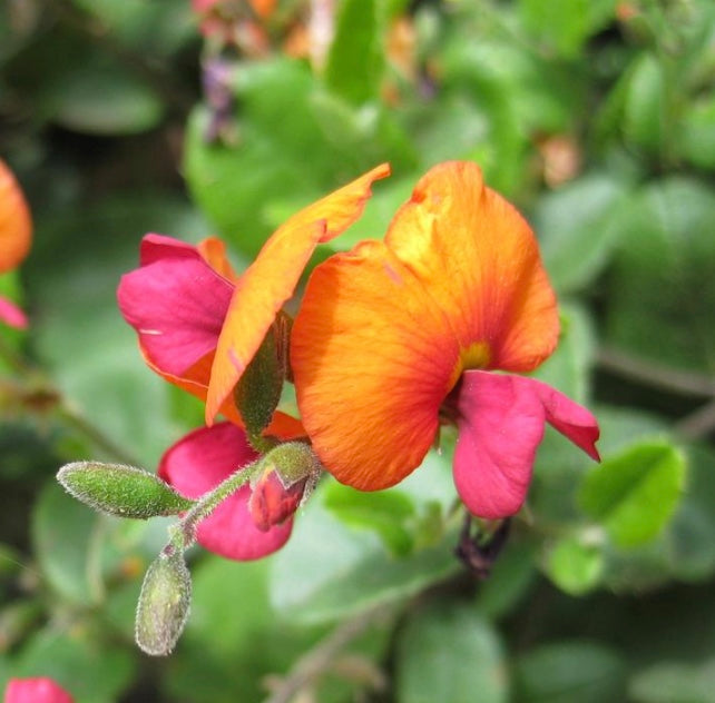 Chorizema 'Bush Flame'