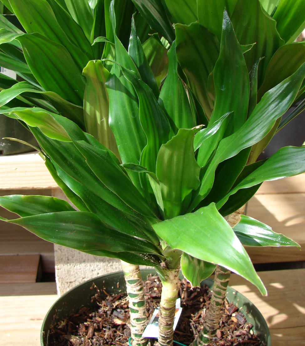 dracaena compacta variegata Dracaena compacta – Heron's Head Nursery