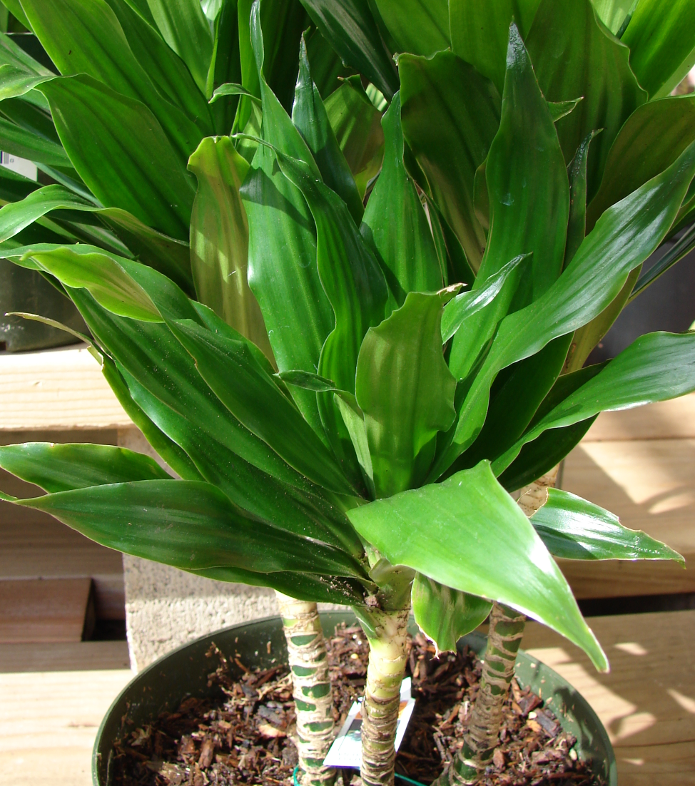 Dracaena compacta