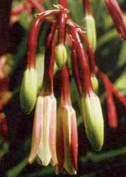 Beschorneria albiflora