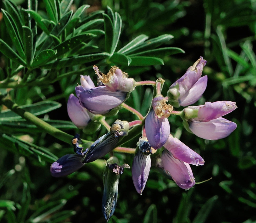 Lupinus variicolor