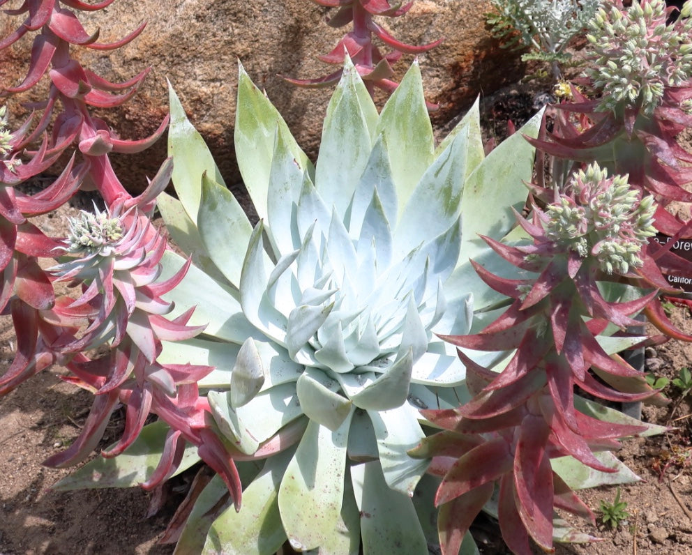 Dudleya brittonii