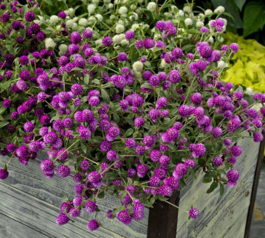 Gomphrena hybrida Pinball 'Purple'