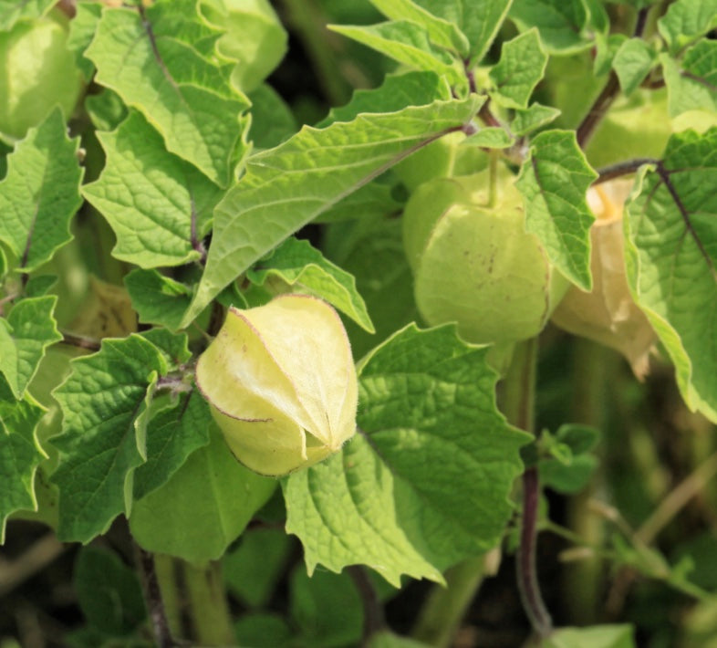 Physalis pruinosa 'Goldie'