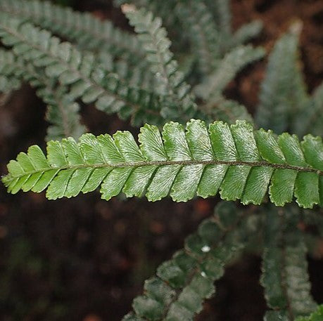 Adiantum hispidulum