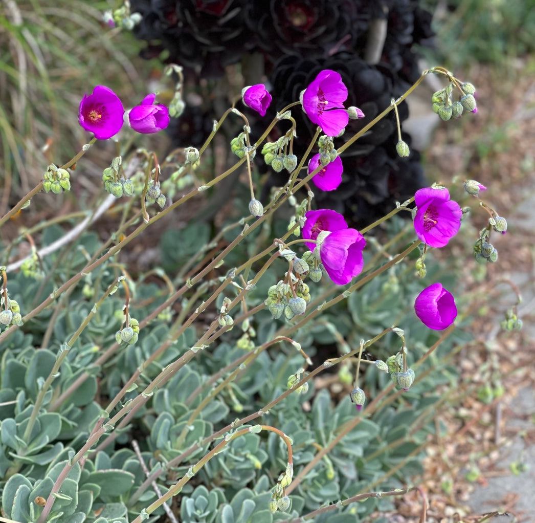 Cistanthe grandiflora (Calandrinia spectabilis)