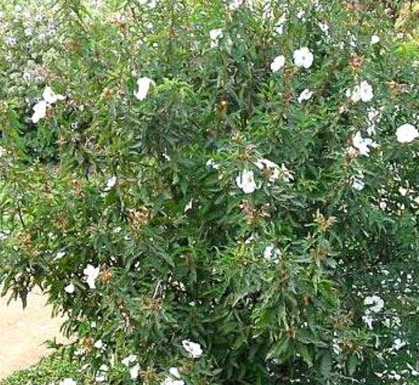 Cistus 'Blanche'