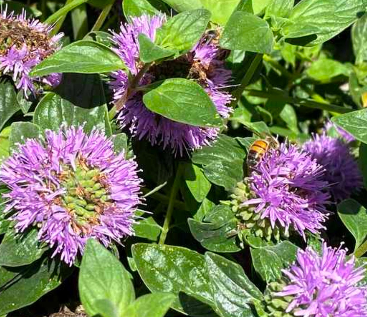 Monardella villosa ssp. franciscana  'Russian River'