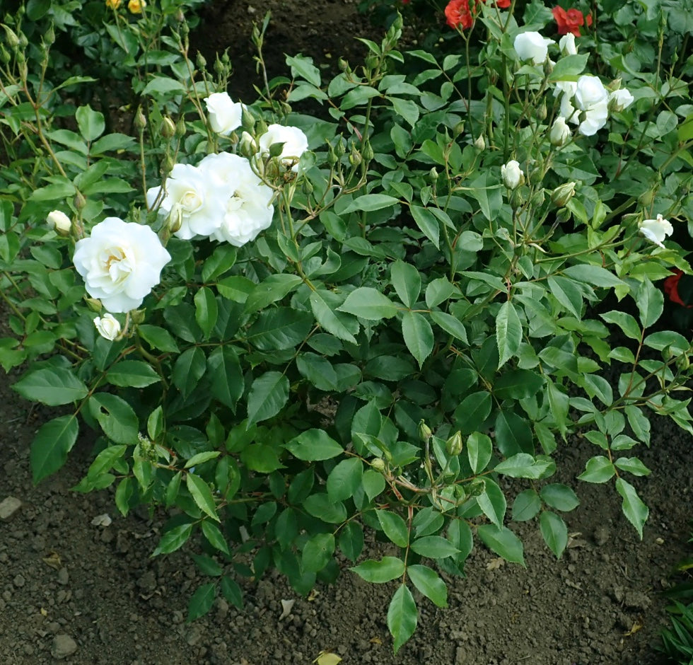 Rosa (Rose) floribunda 'Climbing Iceberg'®