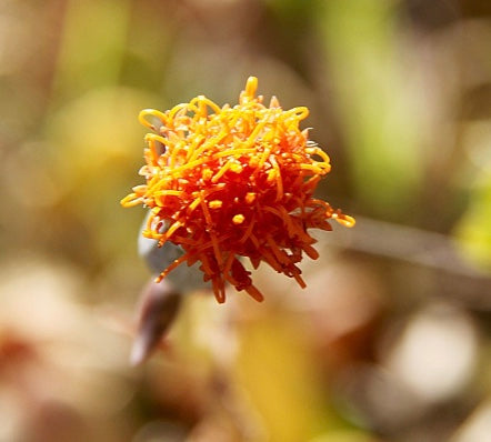 Senecio jacobsenii