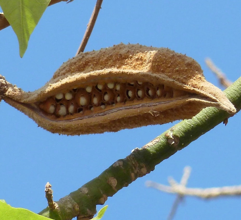 Brachychiton discolor