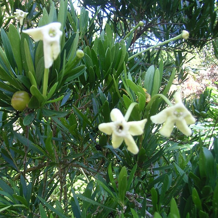 Brunfelsia densifolia 'Americana'
