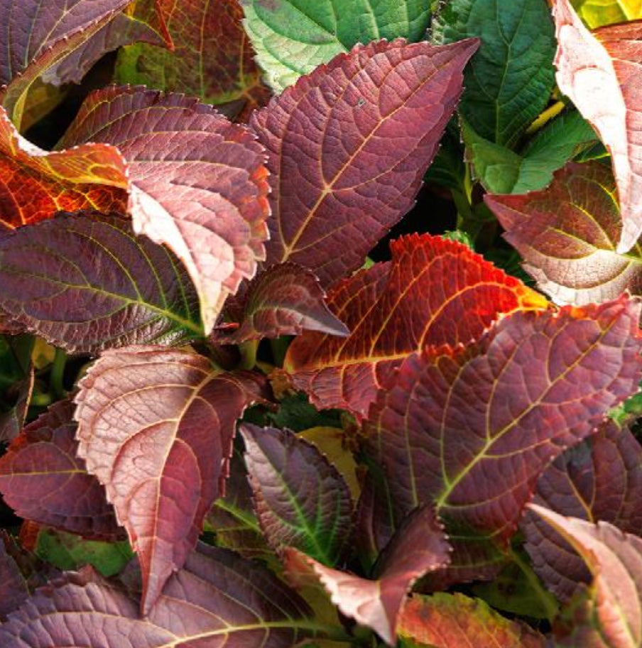 Hydrangea macrophylla Seaside Serenade® 'Fire Island'