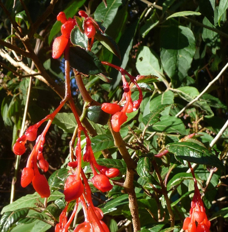 Begonia fuchsioides 'Red'