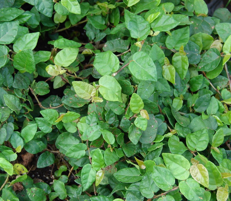 Heron's Head Nursery Ficus pumila - Thumbnail 3