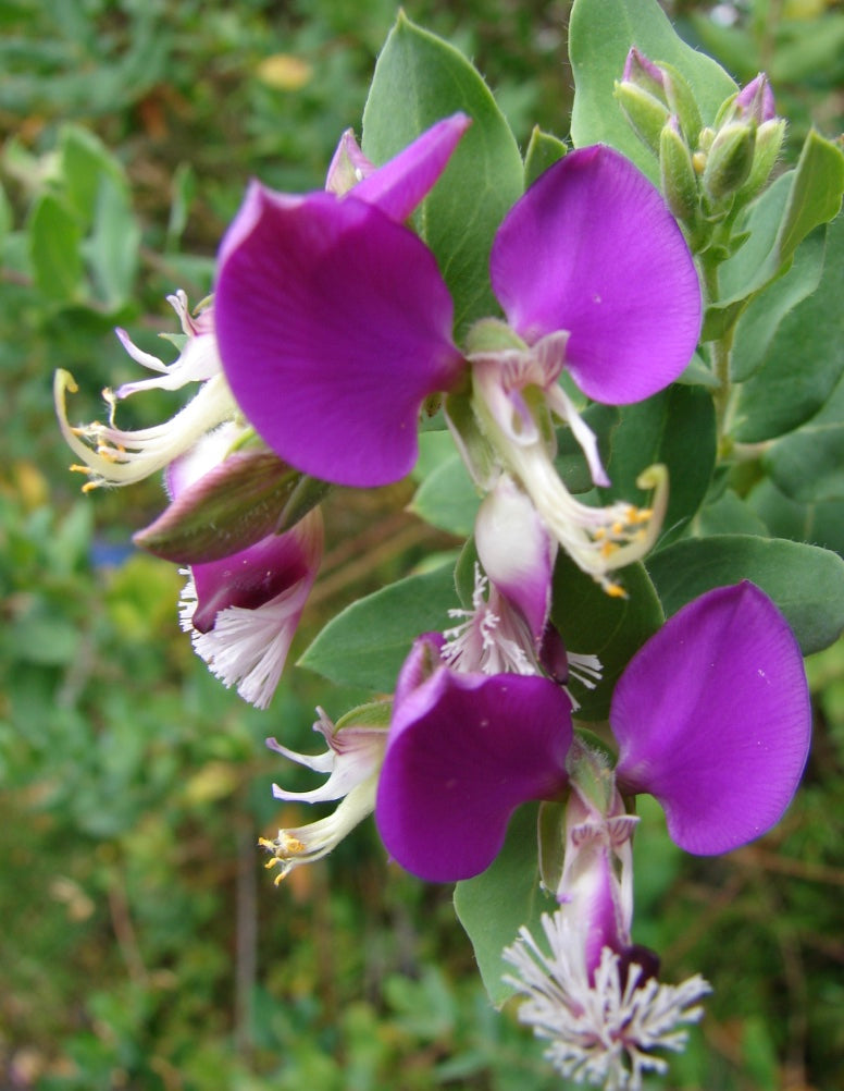 Polygala x dalmaisiana