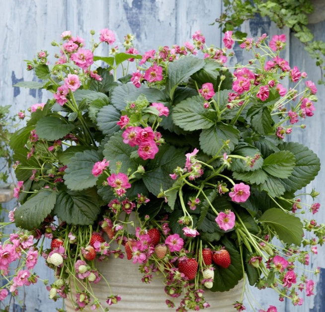 Fragaria x ananassa (strawberry) F1 'Summer Breeze Cherry Blossom'