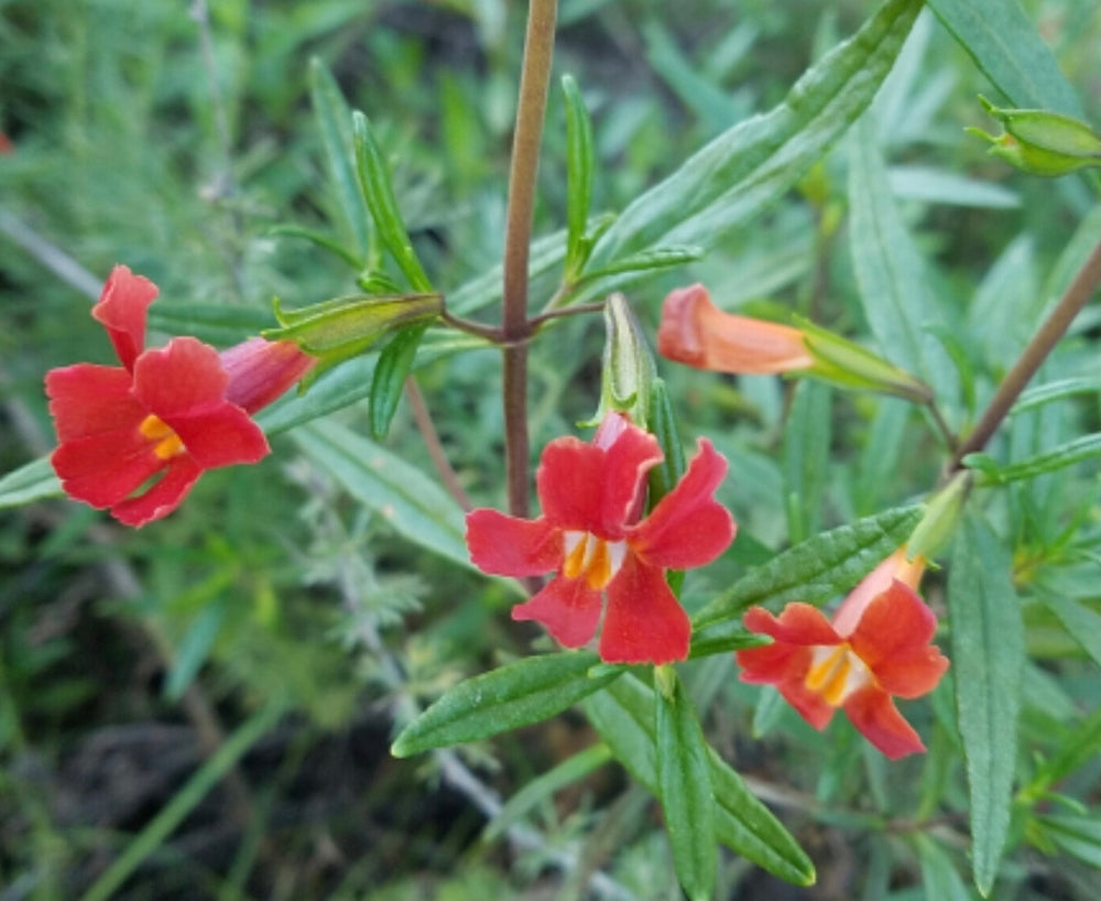 Diplacus (Mimulus) puniceus