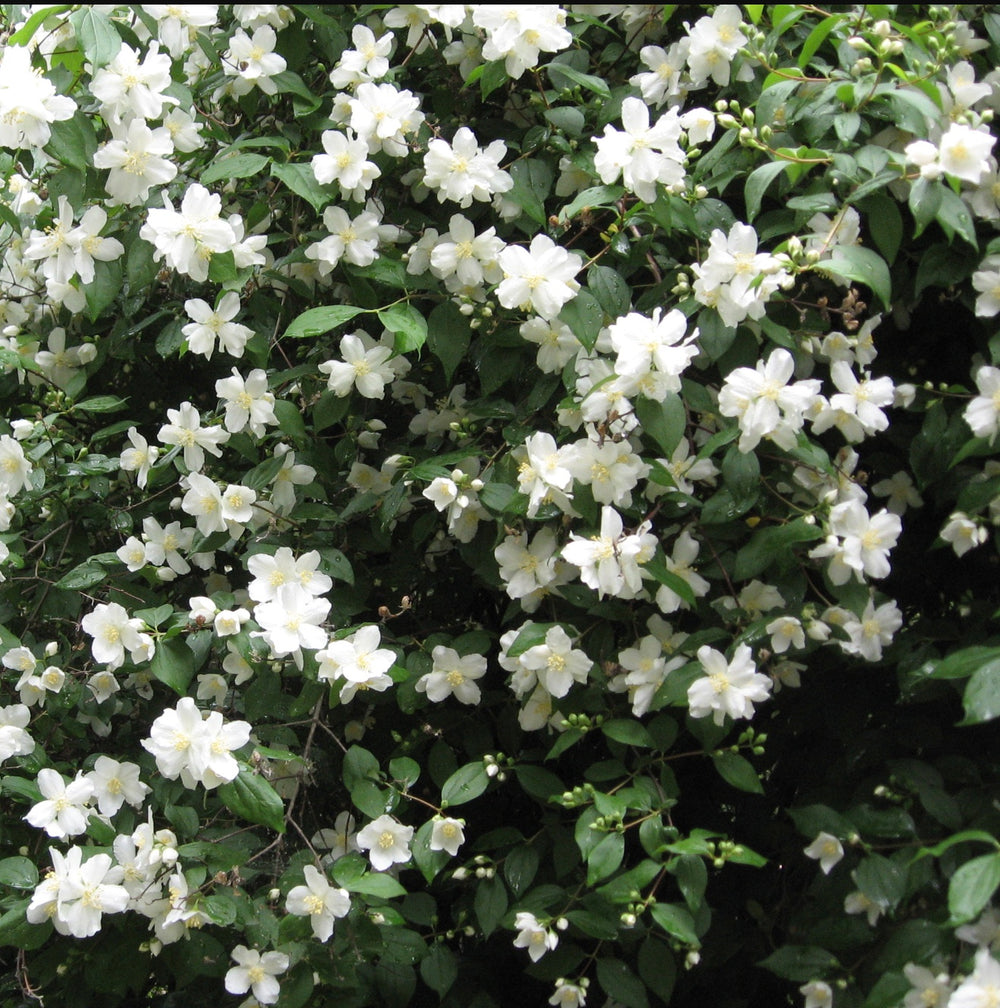 Philadelphus lewisii 'Covelo'