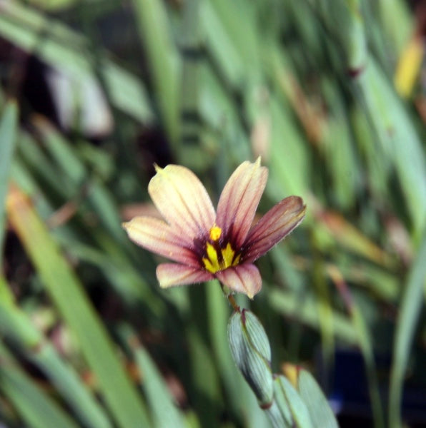 Sisyrinchium 'Quaint & Queer'