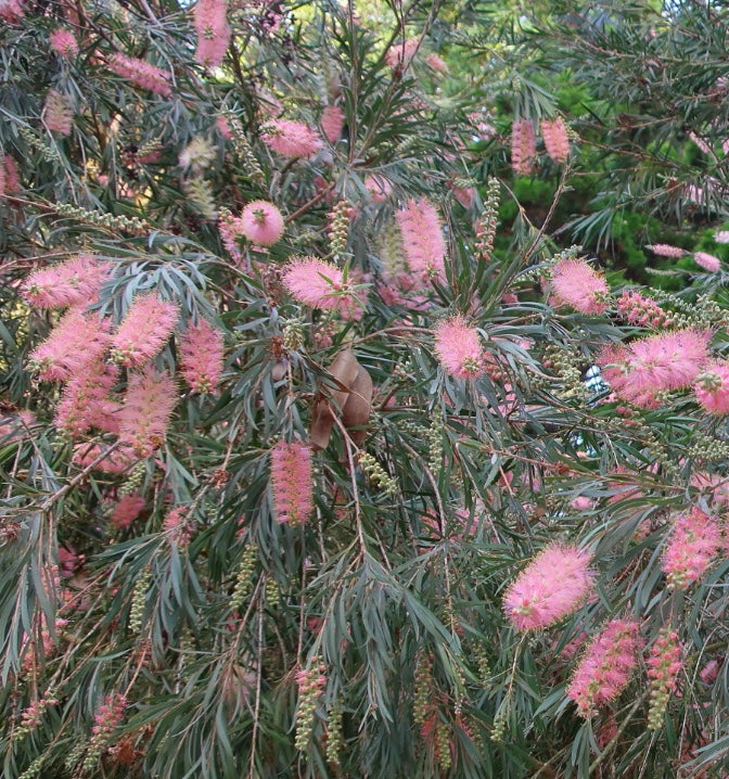 Callistemon 'Cane's Hybrid'