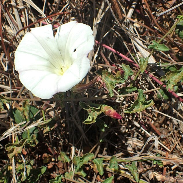 Calystegia purpurata ssp. saxicola