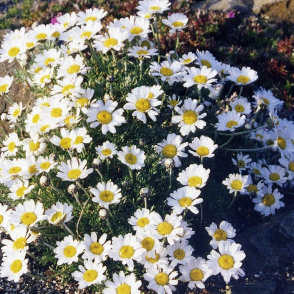 Rhodanthemum (Chrysanthemum) hosmariense