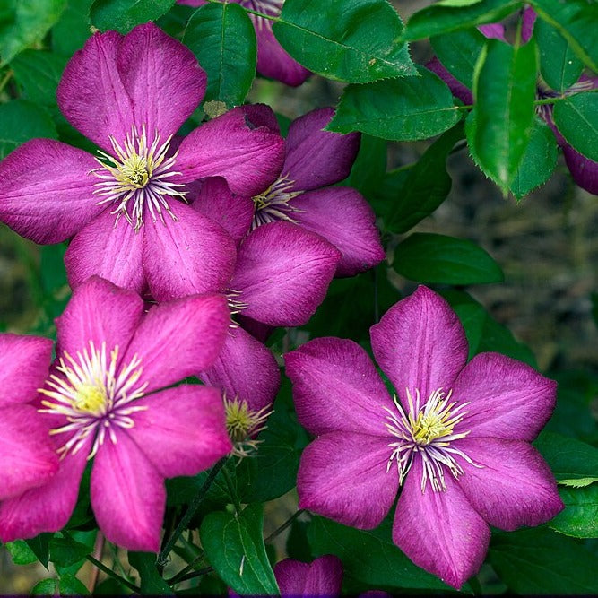 Clematis 'Ville de Lyon'