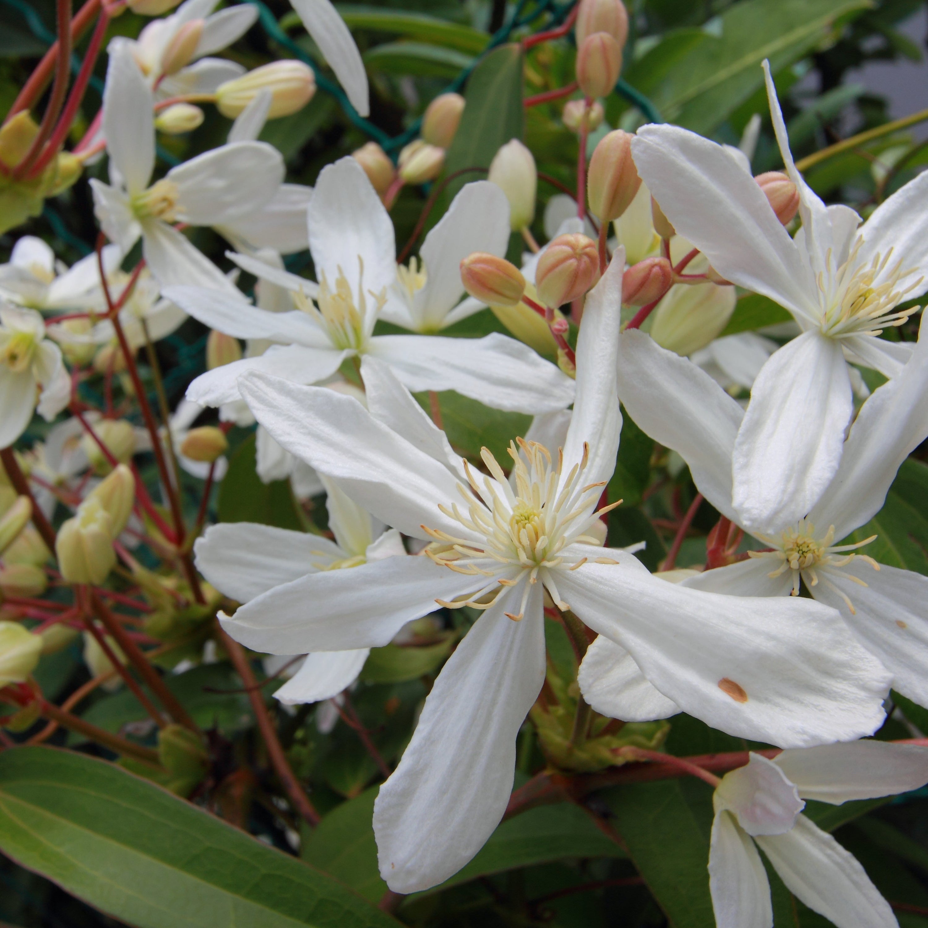 Clematis armandii 'White'