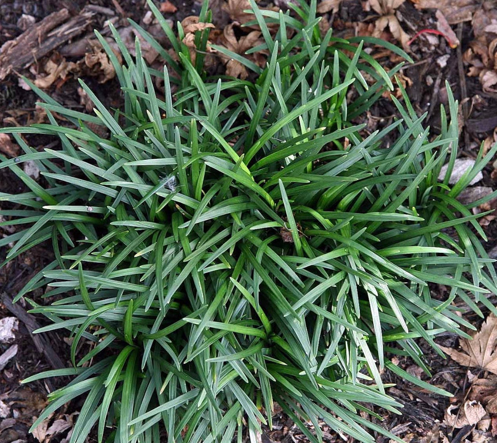 Ophiopogon japonicus 'Nana'