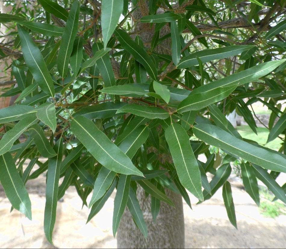 Brachychiton discolor