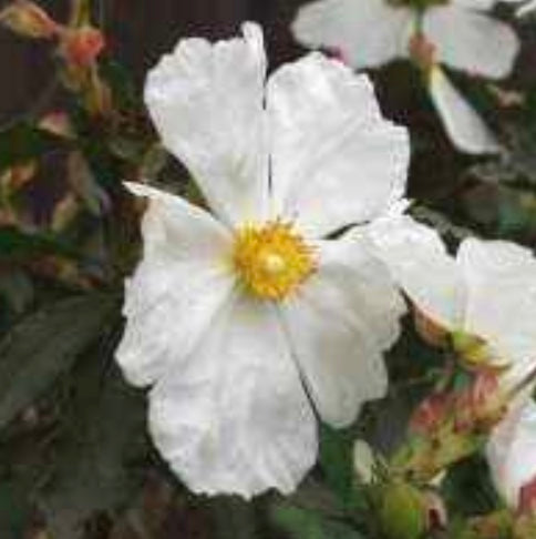 Cistus 'Blanche'