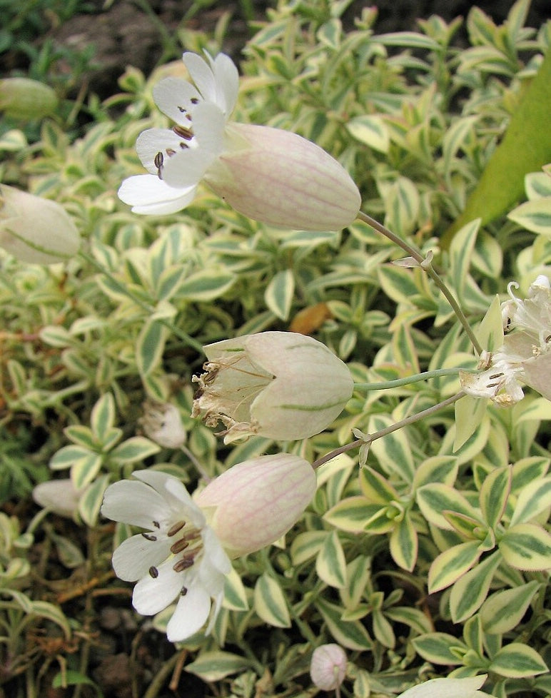 Silene uniflora 'Druett's Variegated' – Heron's Head Nursery