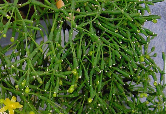 Hatiora (Rhipsalis) salicornioides