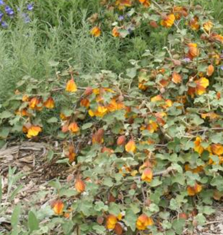 Fremontodendron 'Ken Taylor'