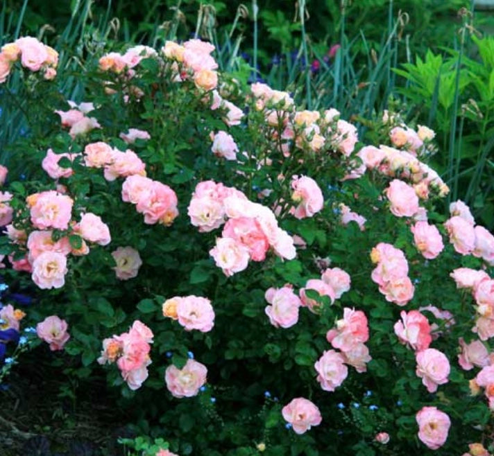 Rosa (Rose) 'Carefree Delight'®