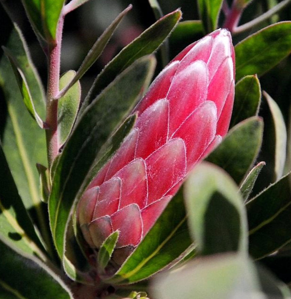 Protea 'Pink Ice'