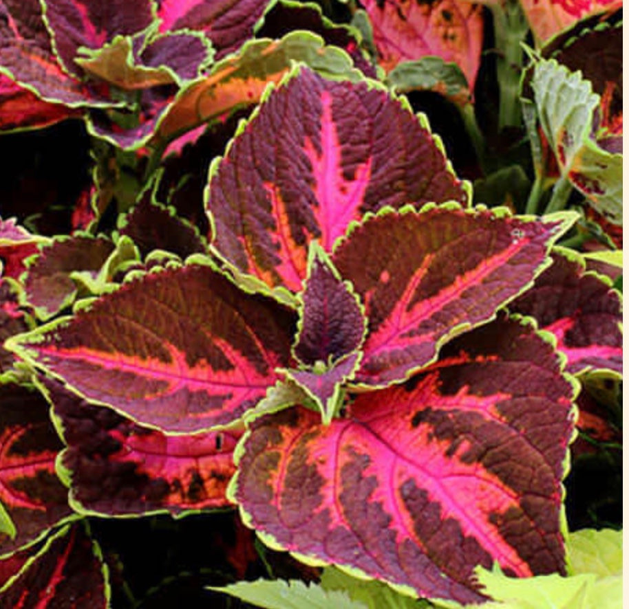 Coleus 'Festive Dance'