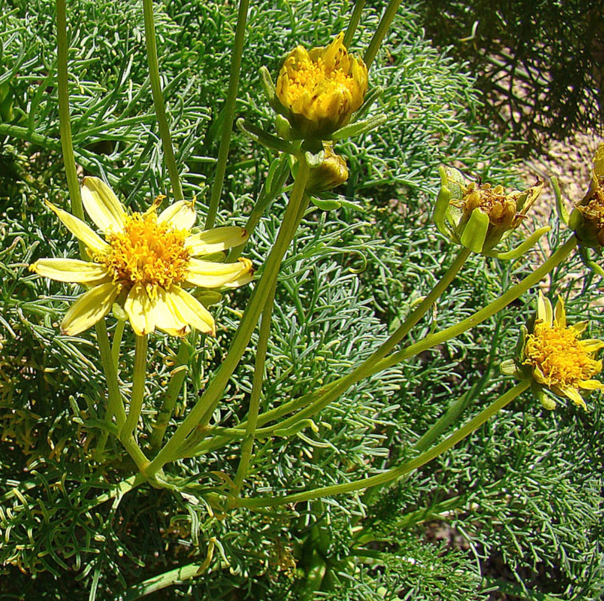 Leptosyne (Coreopsis) gigantea