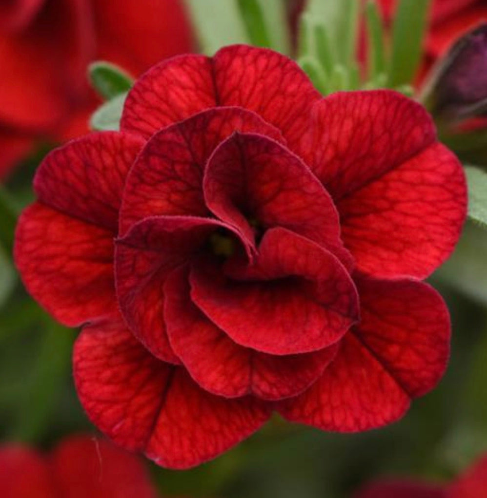 Calibrachoa MiniFamous 'Uno Double Red'